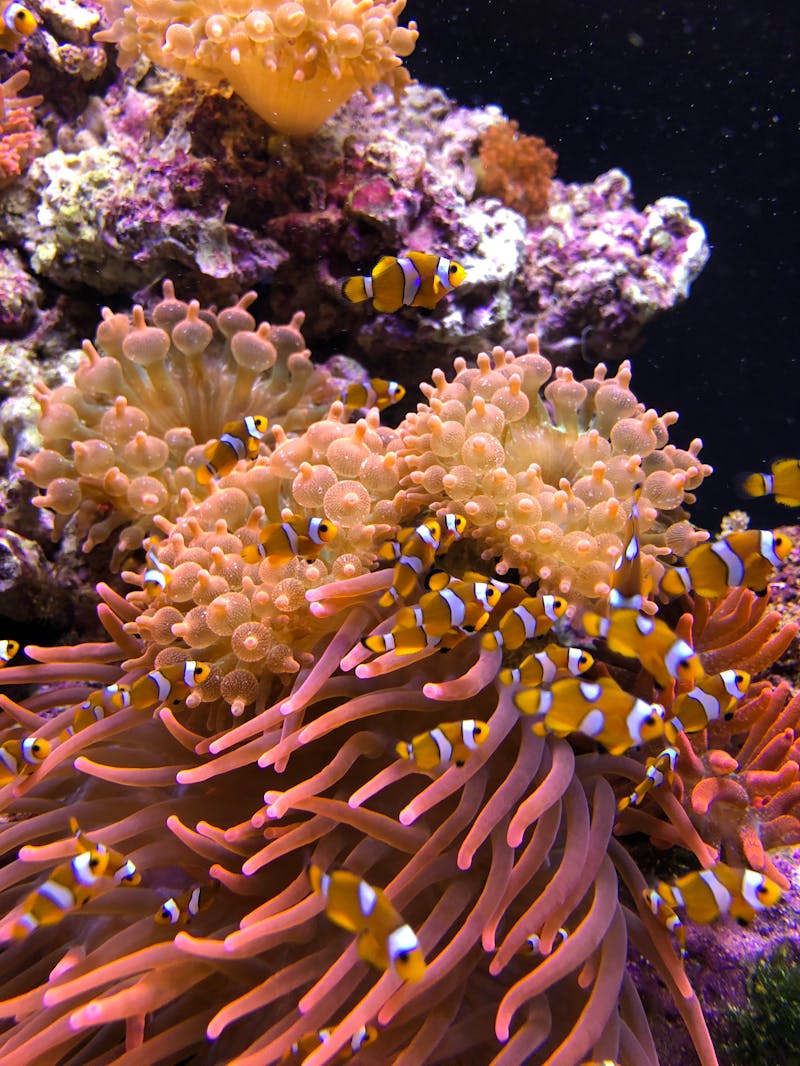 Photo de la vie qui se développe autour des coraux