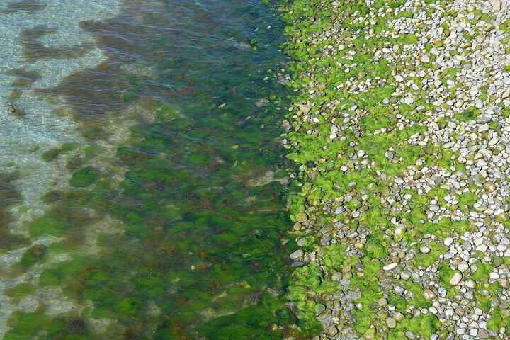 L'eutrophisation des bassins versants et des eaux côtières entraîne la prolifération d'algues vertes au bord de mer, pouvant contribuer dans certains cas à l'apparition de marées vertes.