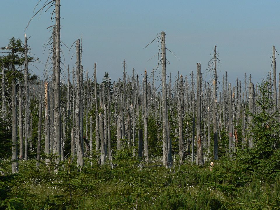 Photo d'une forêt dont les arbres ont été décimés par une pluie acide.
